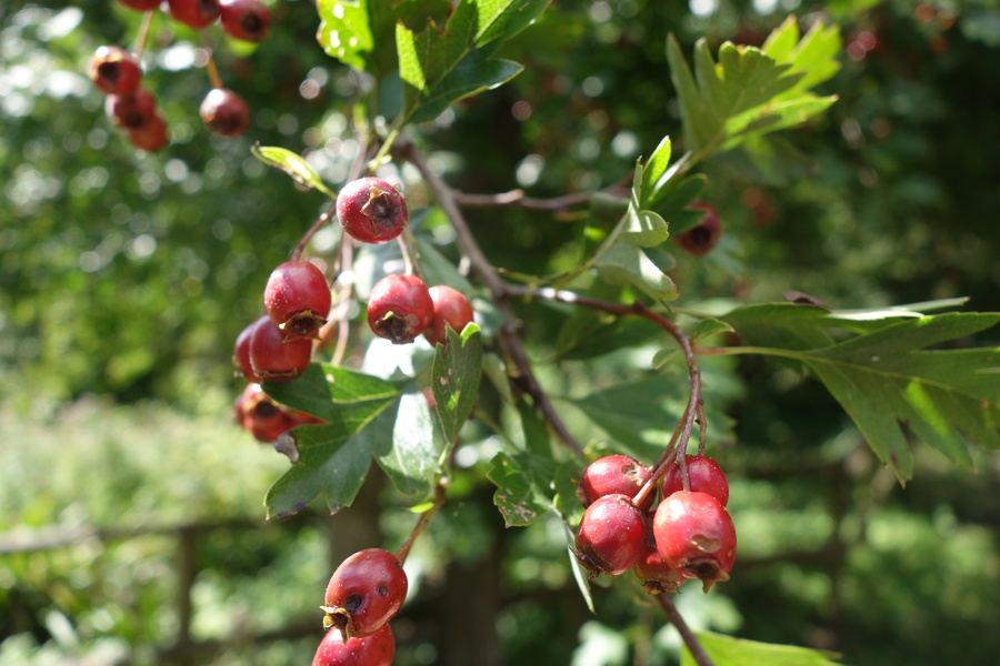 Hawthorn